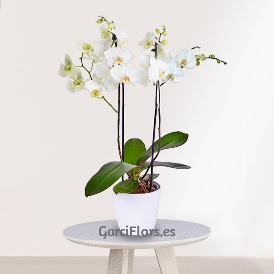 Planta Orquídeas Blancas especial para regalo