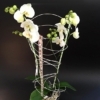 Orquídea blanca