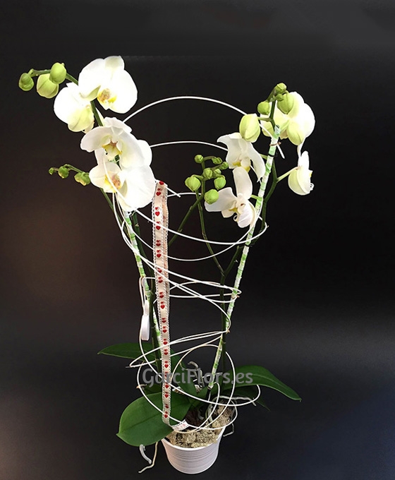 Orquídea blanca | Orquideas en Sabadell | Flores de regalo